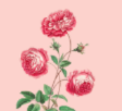 Floral/Botanical Magnet Charms