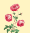 Floral/Botanical Magnet Charms