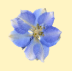 Floral/Botanical Magnet Charms