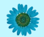 Floral/Botanical Magnet Charms