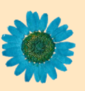 Floral/Botanical Magnet Charms