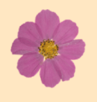Floral/Botanical Magnet Charms