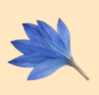 Floral/Botanical Magnet Charms