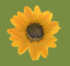 Floral/Botanical Magnet Charms