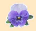 Floral/Botanical Magnet Charms