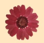 Floral/Botanical Magnet Charms